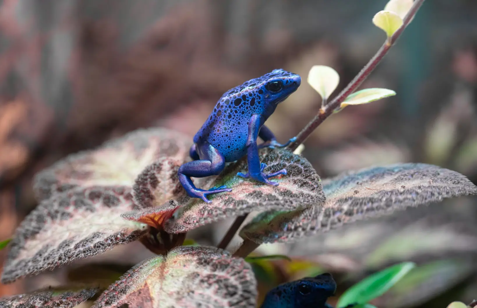 dong vat an chat doc khong chet